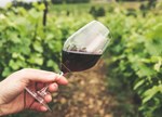 Vino Settore Dati